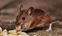 24 Hour & Emergency Exterminators in Pinnacle, NC